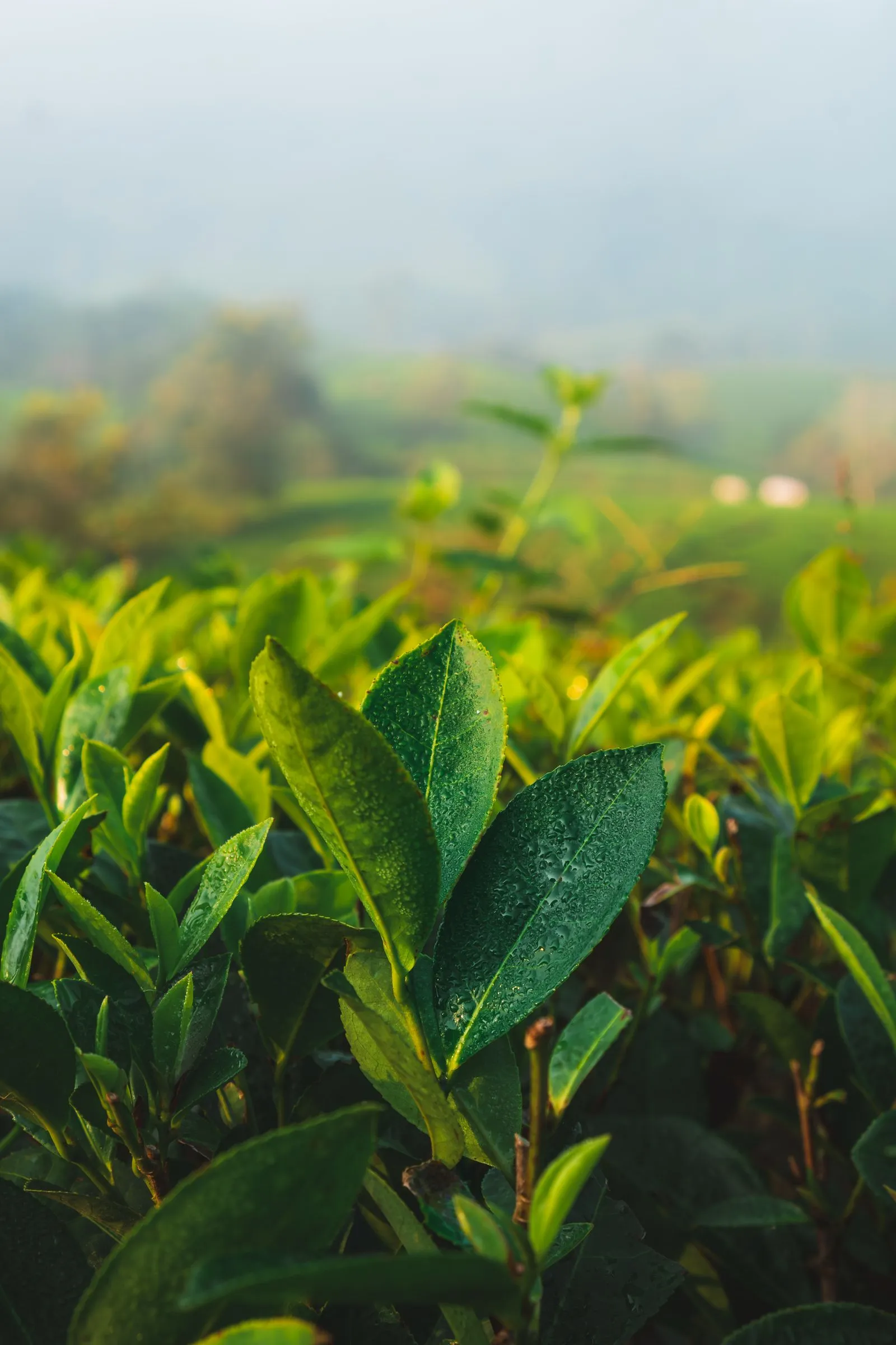 Fresh tea buds with dew
