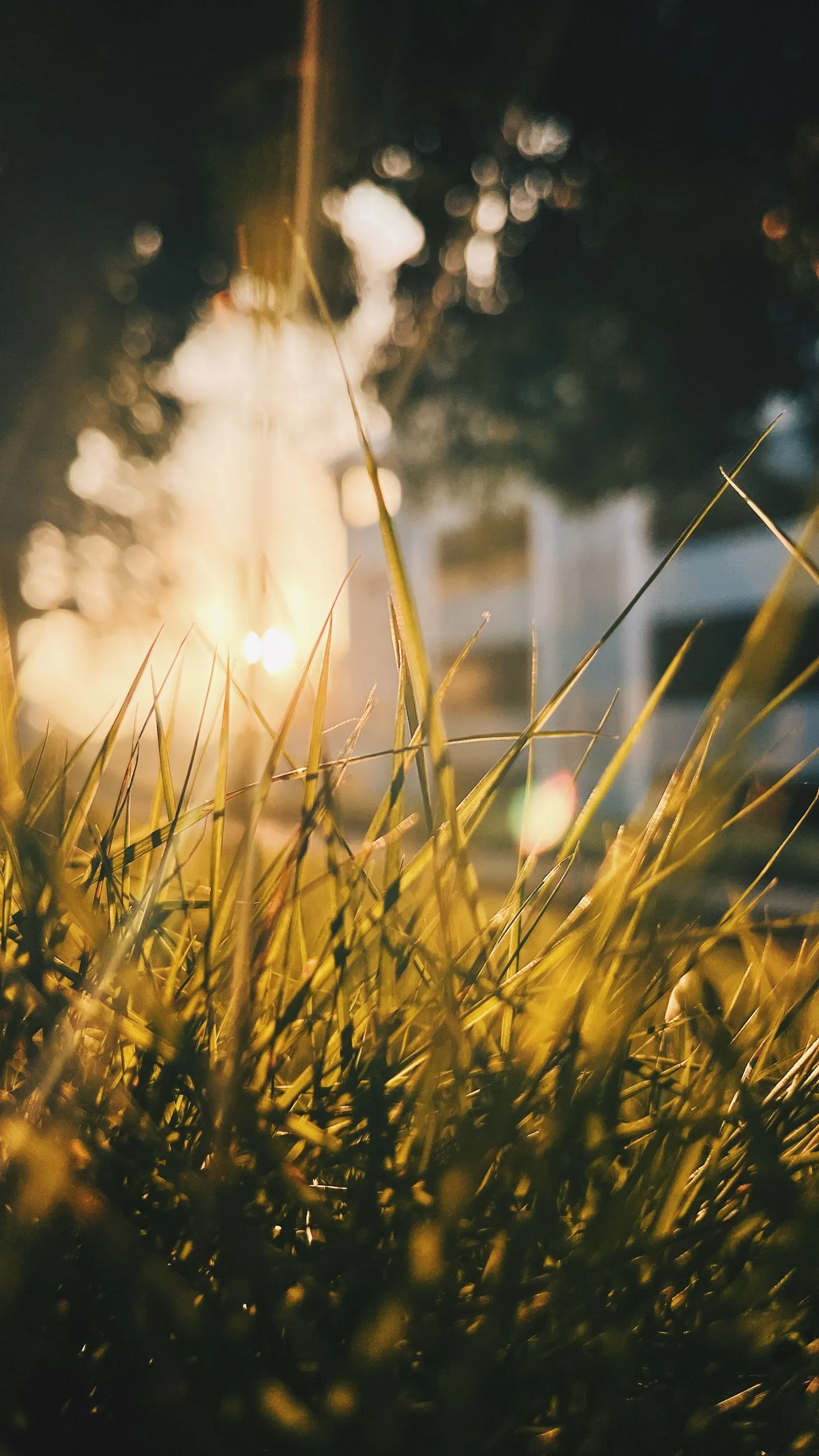 Dew at dawn on White Dew