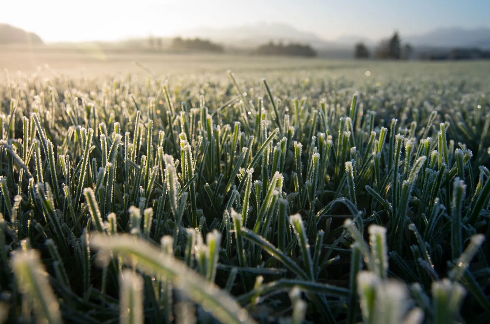 Wild fields before frost