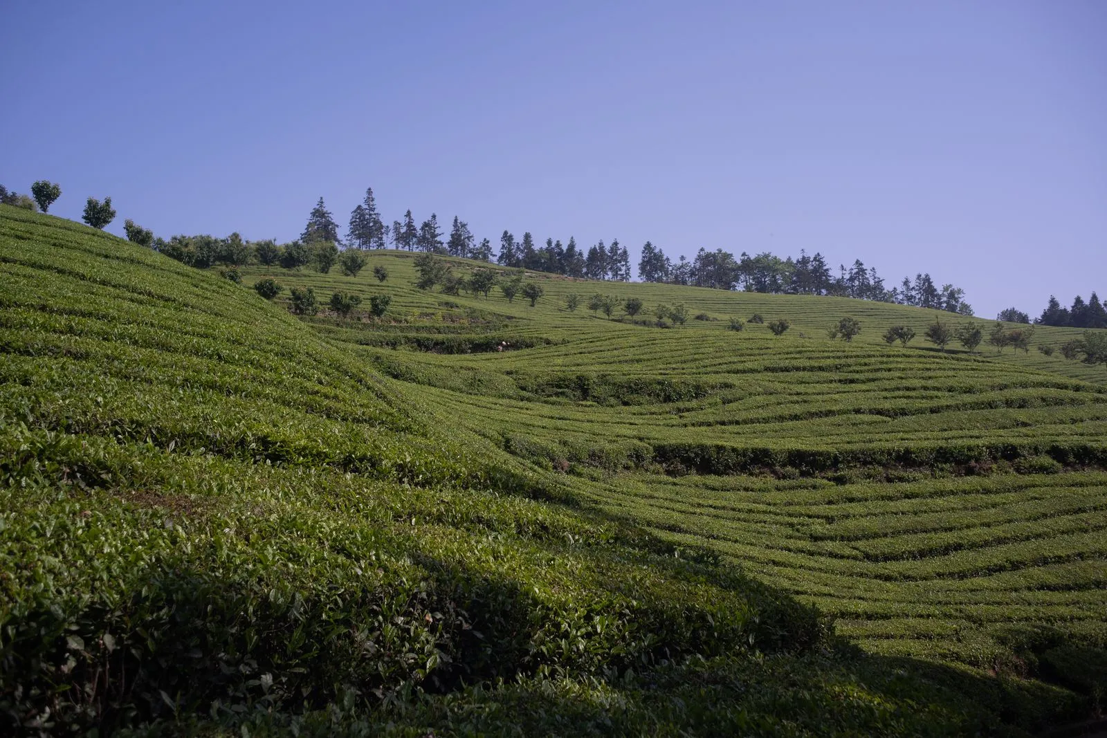 Rolling tea mountains