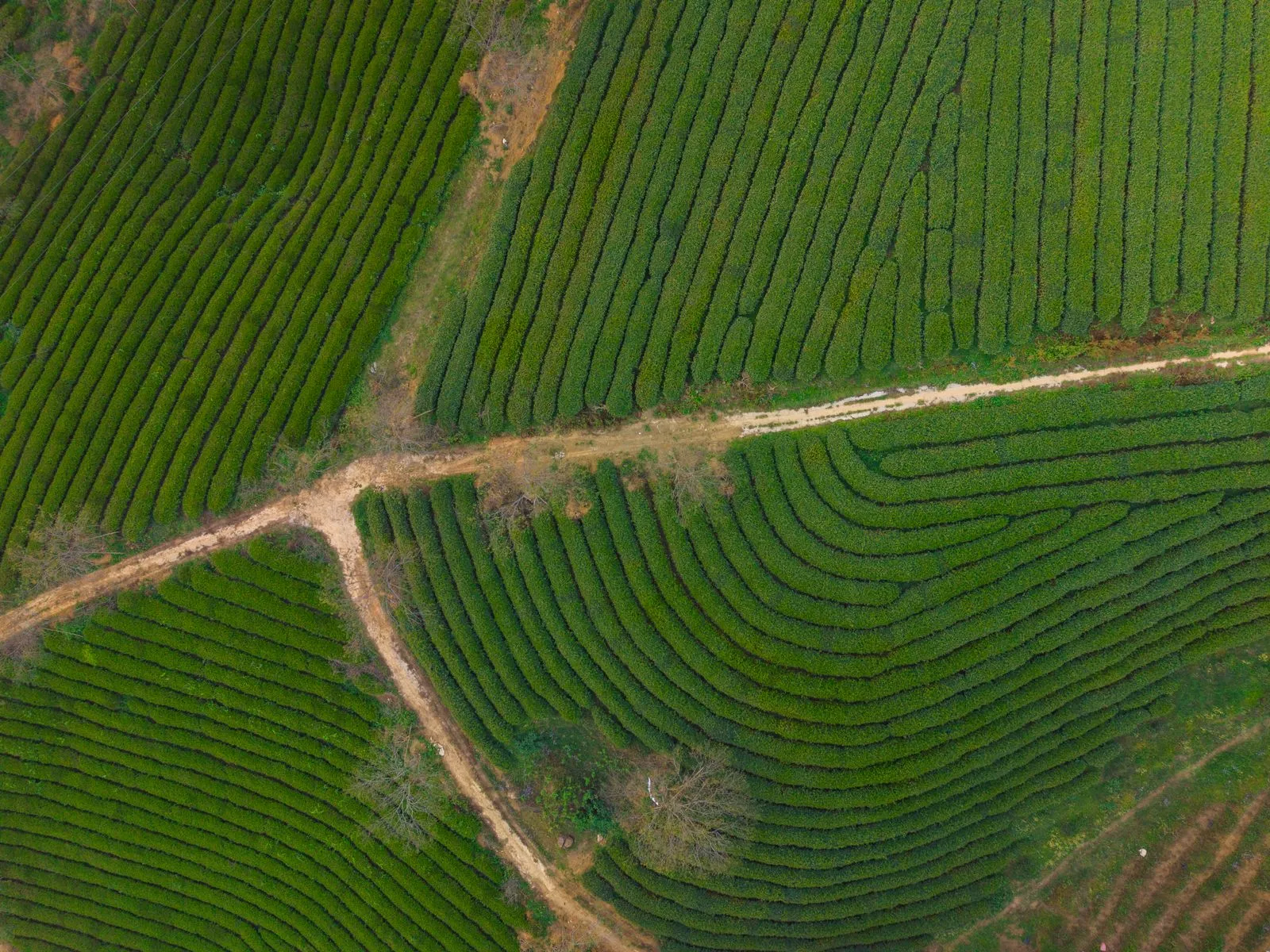 Rows of Taidi tea garden