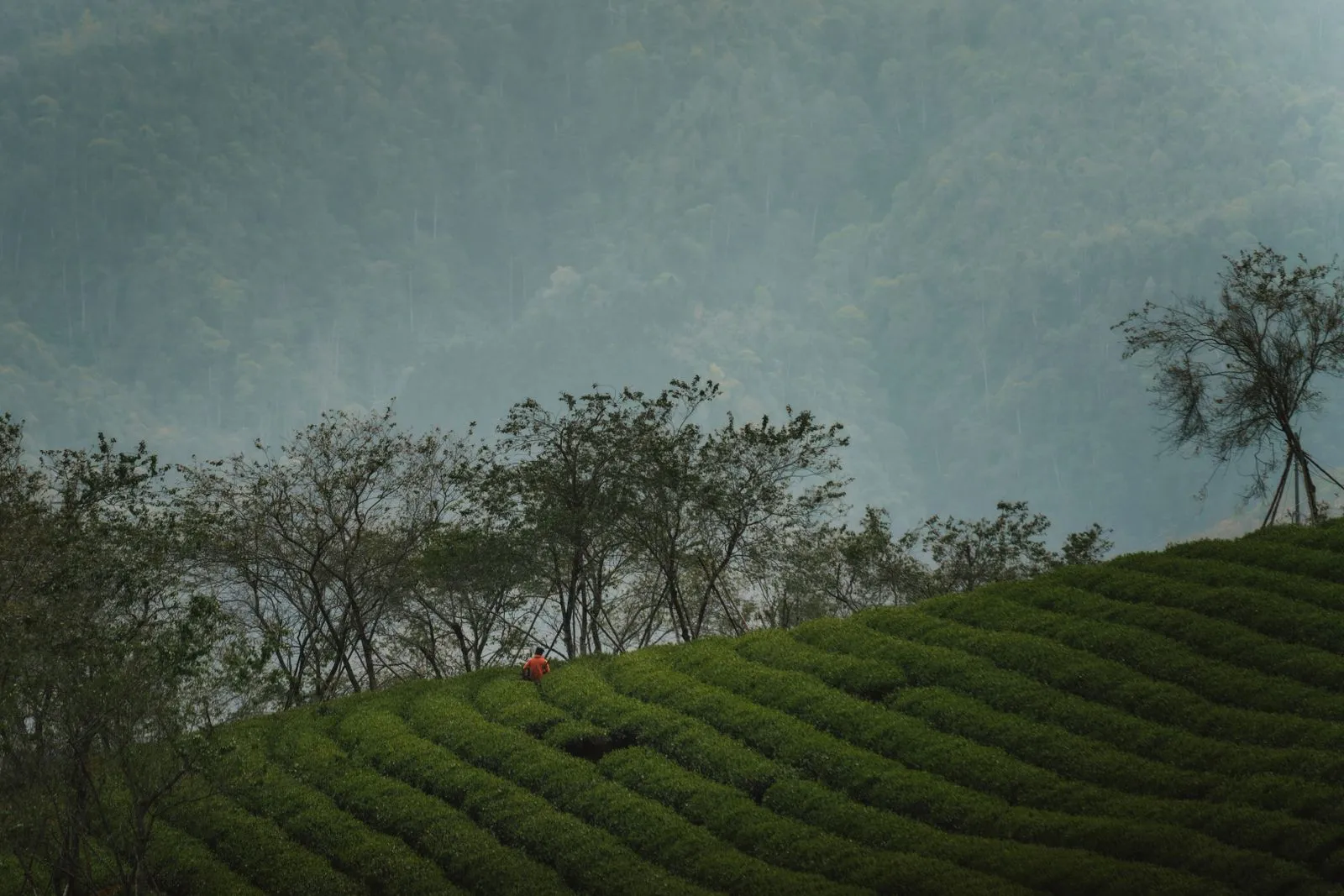 Cloudy tea mountains