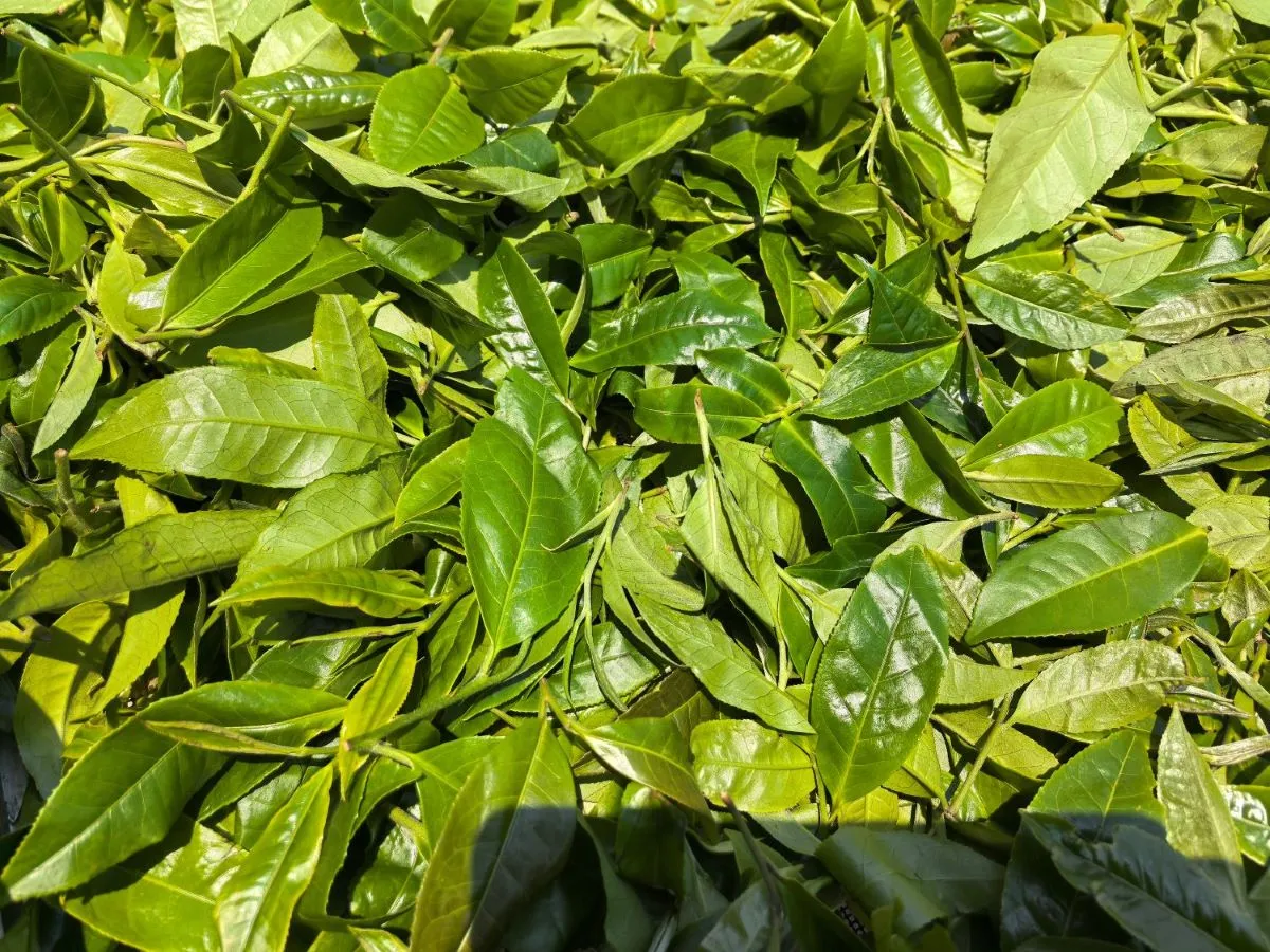 senlincha-xianye.webp